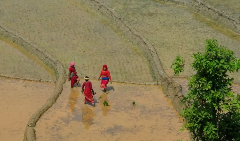 women in rice field
