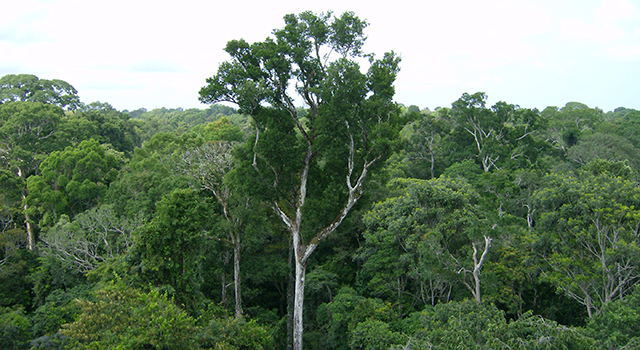 Amazon forest image with larger tree slightly in foreground