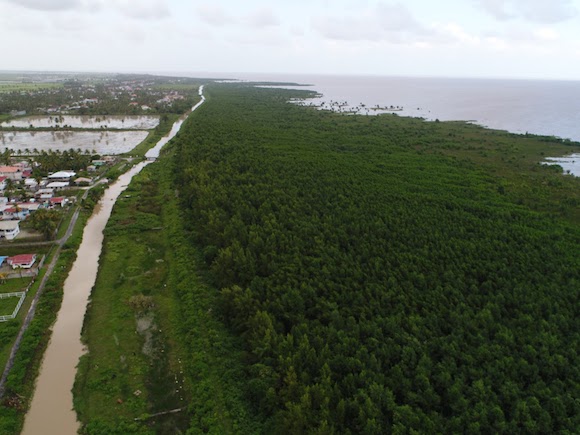 Photo of restored mangroves along Essequibo coast