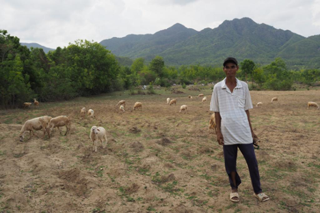 Farmer grazing sheep in a field, with trees and mountains in background