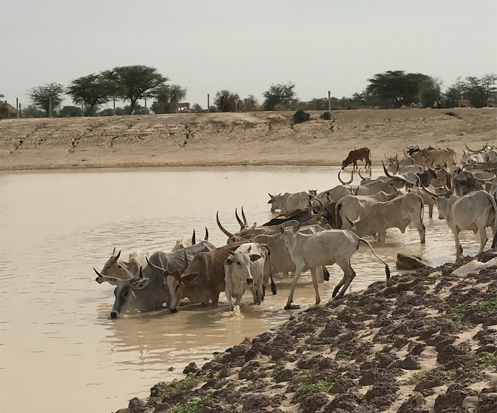 Cattle in Senegal cool down standing in pond