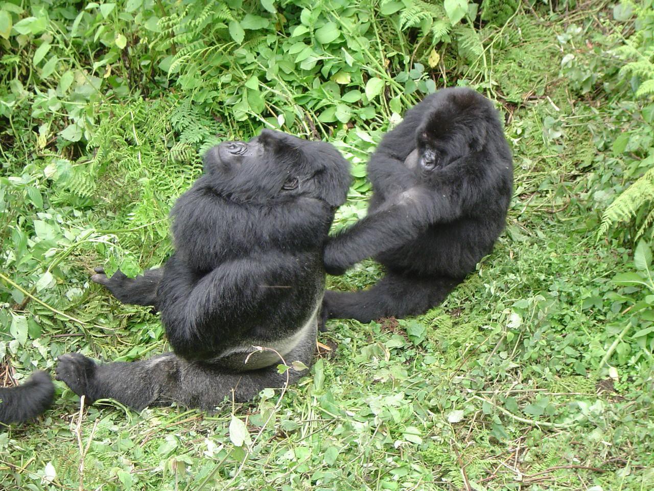 Wikimedia Commons photo of Silverback male Mountain Gorilla with female gorilla