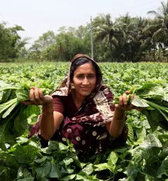 Woman harvesting spinach