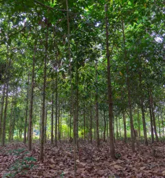 A forest with young trees in Cambodia (https://flic.kr/p/QEP8hq)