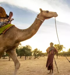 A nomadic herder and his camel in the arid Ferlo region of Senegal. 