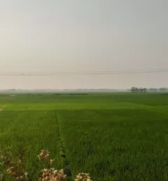 Paddy fields in Netrokona District. Bangladesh's north-eastern districts account for a sixth of the country's total boro rice (winter rice) production. (Photo credit: ICIMOD/Manish Shrestha)