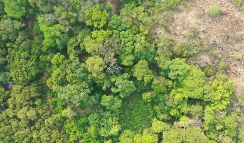 ariel view of Costa Rica land and trees