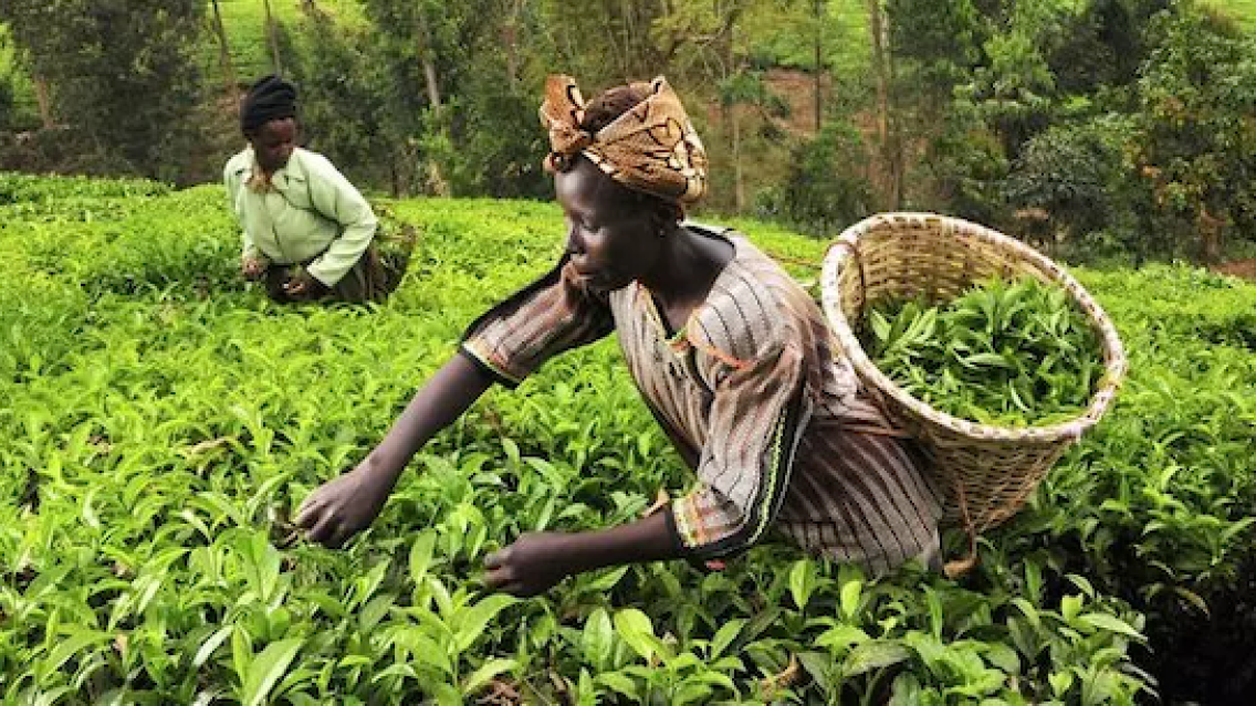 Photo of two women harvesting tea on hillside, photo credit Neil Palmer CIAT