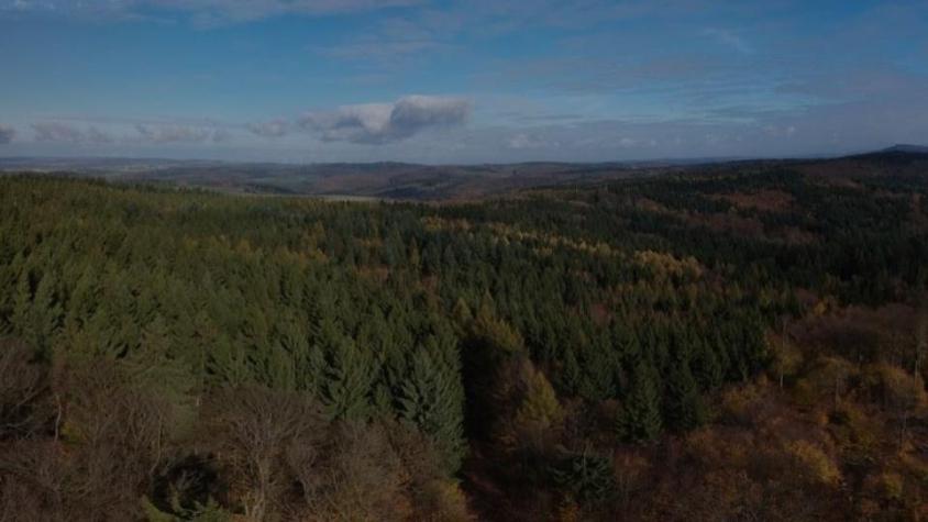 Overlooking a pine forest "Panoramic view: Taunus, near Hausen vor der Höhe" by richardfburgh is licensed under CC BY-NC-SA 2.0 