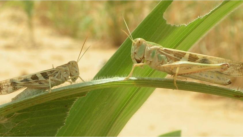 Locust standing on, and eating plants. Photo credit: SERVIR West Africa